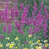 Sonoran Sunset Hyssop